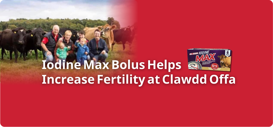Mayo Iodine Max Boluses Help Increase Fertility at Clawdd Offa Farm, Flintshire