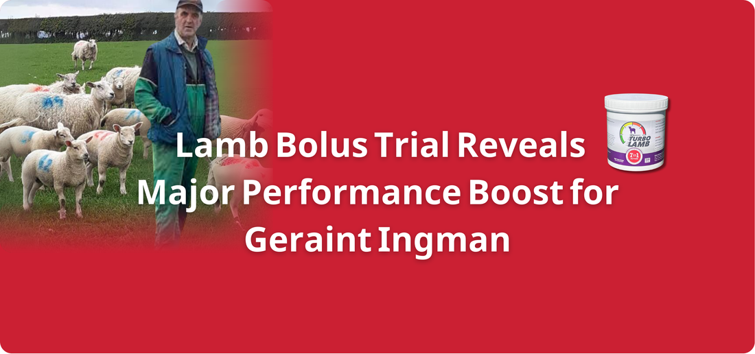 Lamb Bolus Trial Reveals Major Performance Boost for Geraint Ingman