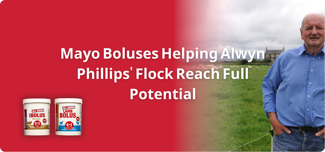 Mayo Boluses Helping Alwyn Phillips' Flock Reach Full Potential
