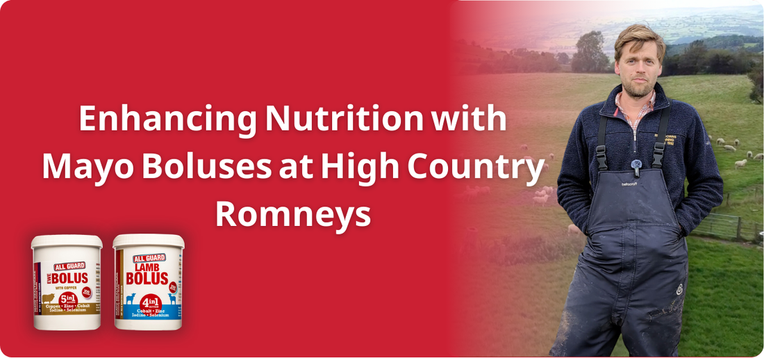 Enhancing Nutrition with Mayo Boluses at High Country Romneys