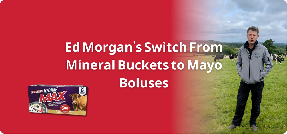 Ed Morgan's Switch From Mineral Buckets to Mayo Boluses