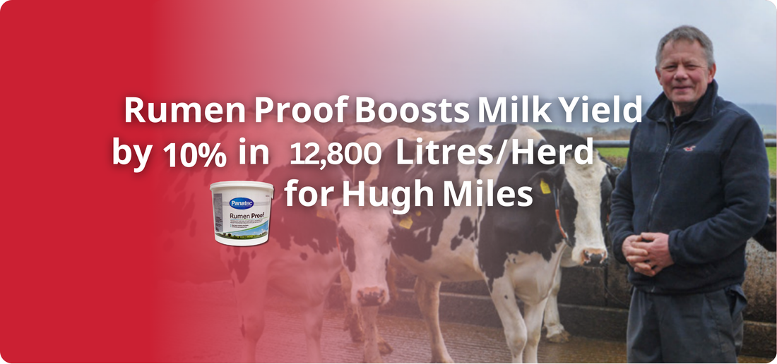 Rumen Proof Boosts Milk Yield by 10% in 12,800 Litres/Herd for Hugh Miles