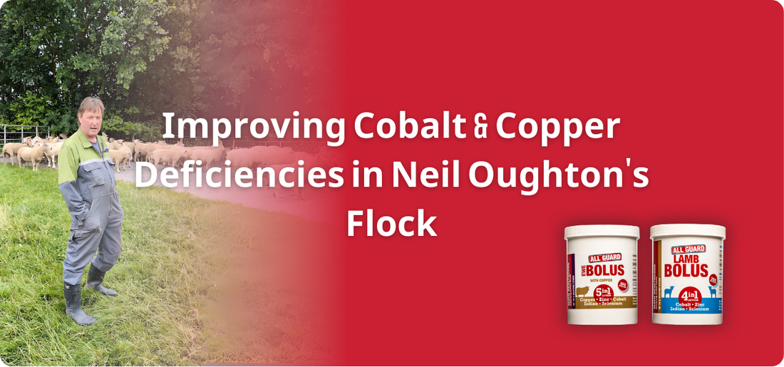 Improving Cobalt & Copper Deficiencies in Neil Oughton's Flock