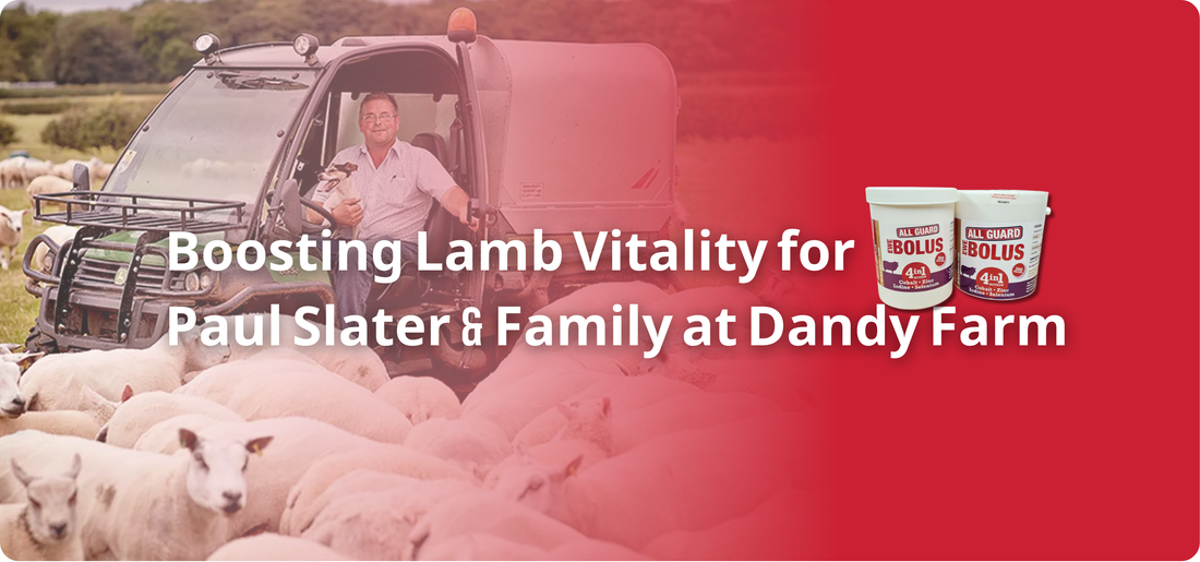 Boosting Lamb Vitality for Paul Slater & Family at Dandy Farm
