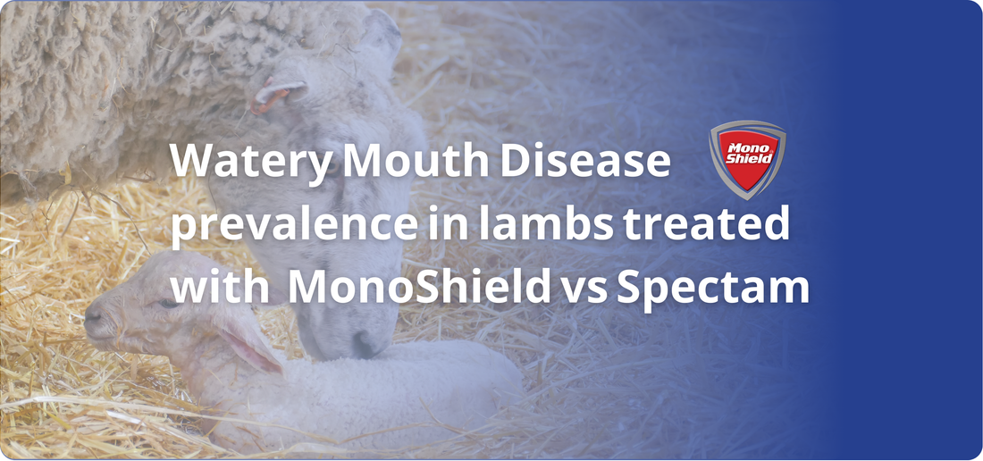Watery Mouth Disease prevalence in lambs treated with MonoShield vs Spectam