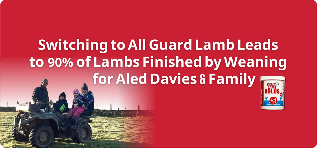 Switching to All Guard Lamb Leads to 90% of Lambs Finished by Weaning for Davies Family