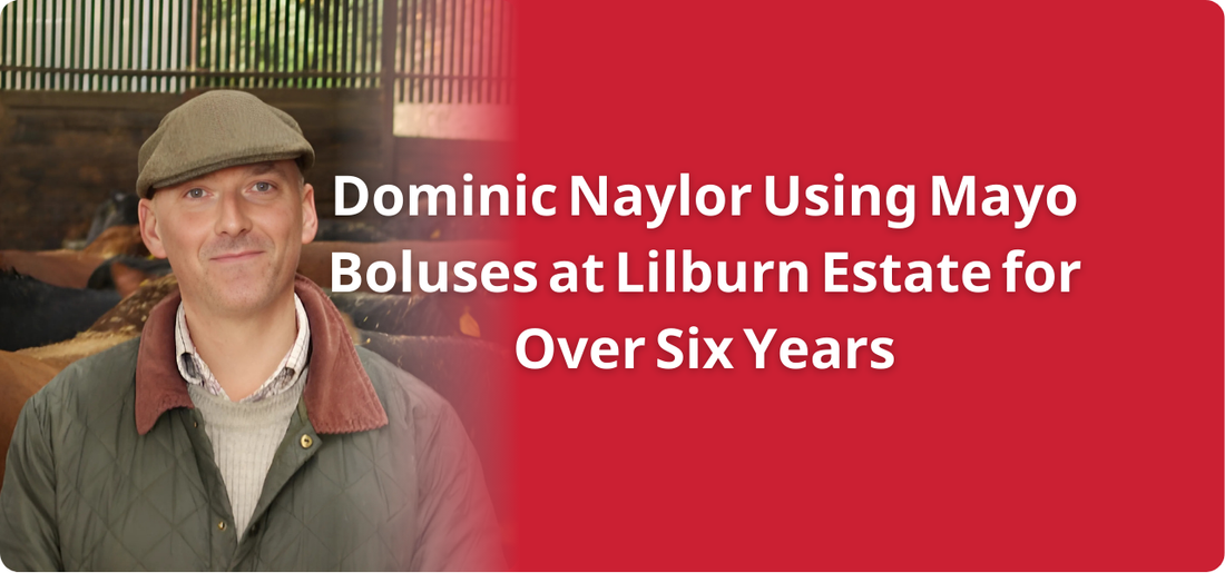 Dominic Naylor Chooses Mayo Iodine Max Cattle Boluses for the 2,500 Cow Suckler Herd at the Lilburn Estate
