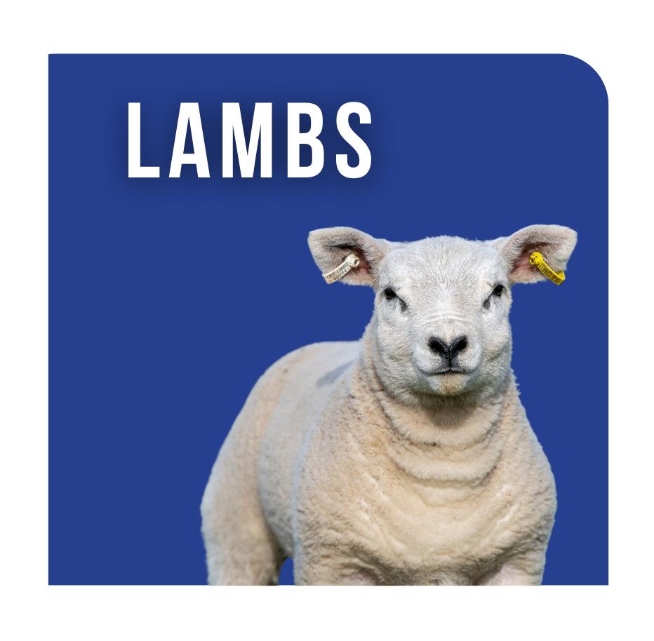 Lambs