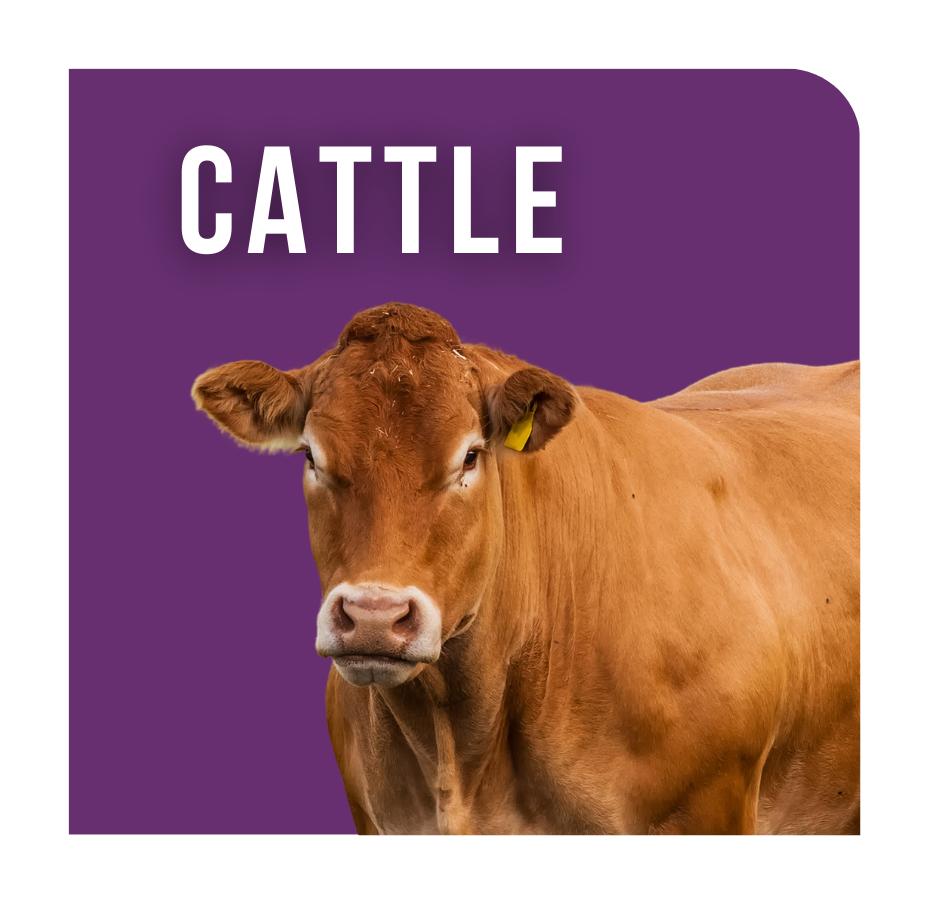 Cattle