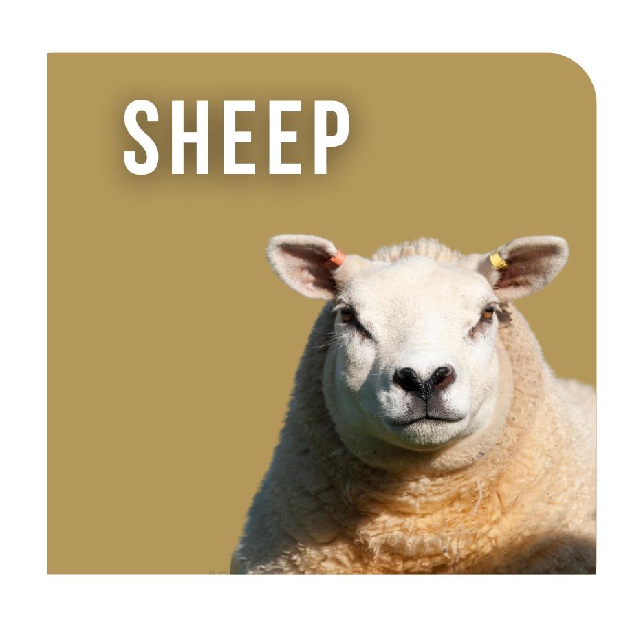 Sheep