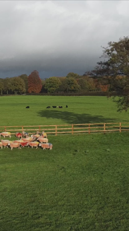 All Guard Ewe 5in1 (4g Copper)